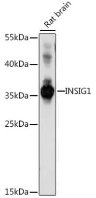 Western Blot INSIG-1 Antibody - Azide and BSA Free