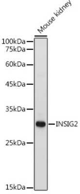 Western Blot INSIG-2 Antibody - Azide and BSA Free