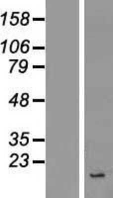 Western Blot: INSL4 Overexpression Lysate (Adult Normal) [NBL1-12006] Left-Empty vector transfected control cell lysate (HEK293 cell lysate); Right -Over-expression Lysate for INSL4.