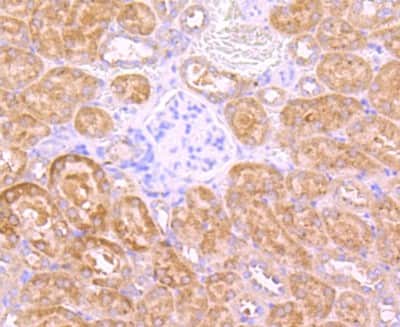 Immunohistochemistry-Paraffin: INSRR/IR-related receptor Antibody (JM22-38) [NBP2-66906] - Analysis of paraffin-embedded mouse kidney tissue using anti-Insulin Receptor R antibody. Counter stained with hematoxylin.