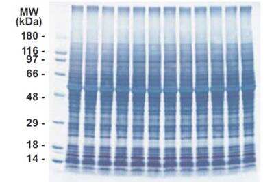 SDS-Page: INSTA-Blot Mouse Brain [NBP2-30120] - Approximately 30 ug per lane of tissue lysate is resolved by SDS-PAGE, transfered onto PVDF membrane and stained with amido black. Lanes: 1. Molecular weight marker; 2-12 mouse brain.