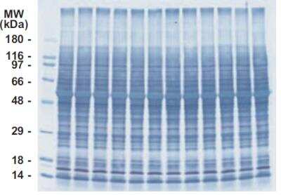 SDS-Page: INSTA-Blot Rat Brain [NBP2-30121] - Approximately 30 ug per lane of tissue lysate is resolved by SDS-PAGE, transfered onto PVDF membrane and stained with amido black. Lanes: 1. Molecular weight marker; 2-12 rat brain.