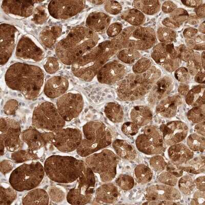 Immunohistochemistry-Paraffin: INTS11 Antibody [NBP1-85474] - Staining of human stomach shows moderate to strong cytoplasmic positivity in glandular cells.