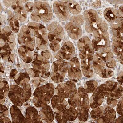 Immunohistochemistry-Paraffin INTS11 Antibody - BSA Free