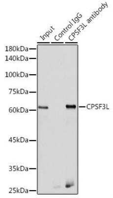 Immunoprecipitation INTS11 Antibody - BSA Free
