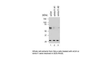 Western Blot INTS11 Antibody - BSA Free