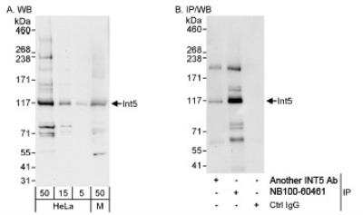 Western Blot: INTS5 Antibody [NB100-60461] - Detection of Human and Mouse Int5 on HeLa whole cell lysate using NB100-6046. Int5 was also immunoprecipitated by another rabbit anti-Int5 antibody.
