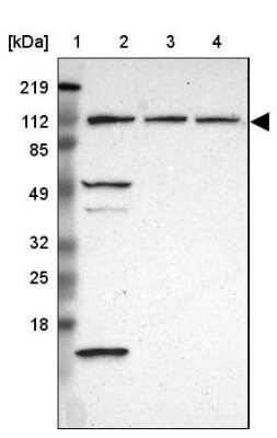 Western Blot: INTS6 Antibody [NBP1-85302] - Lane 1: Marker  [kDa] 219, 112, 85, 49, 32, 25, 18.   Lane 2: Human cell line RT-4.  Lane 3: Human cell line U-251MG sp.  Lane 4: Human cell line A-431