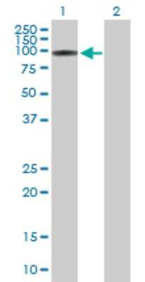 Western Blot: IP3KC Antibody [H00080271-B01P] - Analysis of ITPKC expression in transfected 293T cell line by ITPKC polyclonal antibody.  Lane1:ITPKC transfected lysate(75.13 KDa). Lane2:Non-transfected lysate.