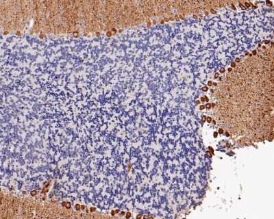 Immunohistochemistry-Paraffin: IP3R1 Antibody (JA11-35) [NBP2-66910] - Immunohistochemical analysis of paraffin-embedded mouse cerebellum tissue using anti-IP3R1 antibody. The section was pre-treated using heat mediated antigen retrieval with Tris-EDTA buffer (pH 8.0-8.4) for 20 minutes. The tissues were blocked in 5% BSA for 30 minutes at room temperature, washed with ddH2O and PBS, and then probed with the primary antibody (1/200) for 30 minutes at room temperature. The detection was performed using an HRP conjugated compact polymer system. DAB was used as the chromogen. Tissues were counterstained with hematoxylin and mounted with DPX.