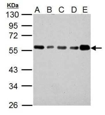 Western Blot IP6K1 Antibody (10611) - Azide and BSA Free