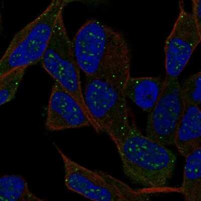 Immunocytochemistry/ Immunofluorescence IPCEF1 Antibody - BSA Free