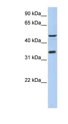 Western Blot IPCEF1 Antibody - BSA Free