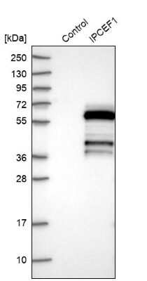 Western Blot IPCEF1 Antibody