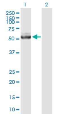 Western Blot: IQCB1 Antibody [H00009657-B01P] - Analysis of IQCB1 expression in transfected 293T cell line by IQCB1 polyclonal antibody.  Lane 1: IQCB1 transfected lysate(51.15 KDa). Lane 2: Non-transfected lysate.