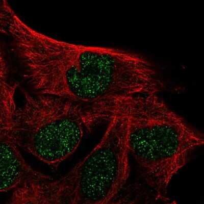 Immunocytochemistry/ Immunofluorescence IQCD Antibody - BSA Free