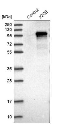 Western Blot IQCE Antibody - BSA Free