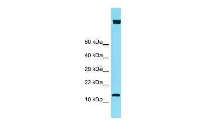 Western Blot IQCF6 Antibody - BSA Free