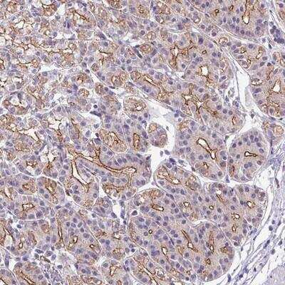 Immunohistochemistry-Paraffin: IQCJ Antibody [NBP2-14773] - Staining of human stomach, upper shows strong membranous positivity in glandular cells.