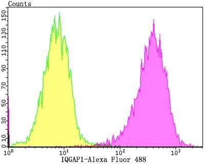 Flow Cytometry: IQGAP1 Antibody (JG38-74) [NBP2-75545] - Flow cytomeAnalysis of SiHa cells with IQGAP1 antibody at 1/100 dilution (purple) compared with an unlabelled control (cells without incubation with primary antibody; yellow).  Alexa Fluor 488-conjugated goat anti-rabbit IgG was used as the secondary antibody.