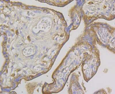 Immunohistochemistry-Paraffin: IQGAP1 Antibody (JG38-74) [NBP2-75545] - Analysis of paraffin-embedded human placenta tissue using anti-IQGAP1 antibody. Counter stained with hematoxylin.