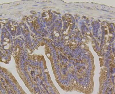 Immunohistochemistry-Paraffin: IQGAP1 Antibody (JG38-74) [NBP2-75545] - Analysis of paraffin-embedded mouse colon tissue using anti-IQGAP1 antibody. Counter stained with hematoxylin.