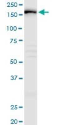 Western Blot IQGAP3 Antibody - Azide and BSA Free