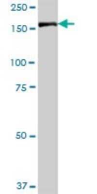 Western Blot IQGAP3 Antibody - Azide and BSA Free