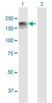 Western Blot IQGAP3 Antibody - Azide and BSA Free