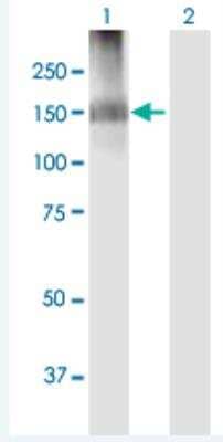Western Blot: IQSEC2 Antibody [H00023096-B01P-50ug] - Analysis of IQSEC2 expression in transfected 293T cell line (H00023096-T01) by IQSEC2 MaxPab polyclonal antibody.  Lane 1: IQSEC2 transfected lysate(104.39 KDa). Lane 2: Non-transfected lysate.