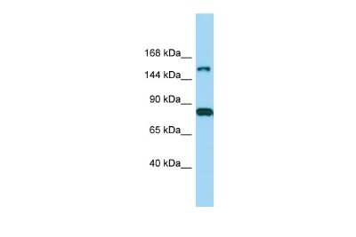 Western Blot IQSEC2 Antibody - BSA Free