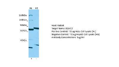 Western Blot IQSEC2 Antibody - BSA Free