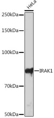 Western Blot: IRAK1 Antibody (1H5U0) [NBP3-16415] - Western blot analysis of extracts of HeLa cells, using IRAK1 Rabbit mAb (NBP3-16415) at 1:1000 dilution. Secondary antibody: HRP Goat Anti-Rabbit IgG (H+L) at 1:10000 dilution. Lysates/proteins: 25ug per lane. Blocking buffer: 3% nonfat dry milk in TBST. Detection: ECL Basic Kit. Exposure time: 3min.