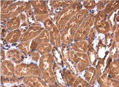 Immunohistochemistry-Paraffin: IRAK1BP1 Antibody [NBP1-31863] - Paraffin-embedded mouse kidney. IRAK1BP1 antibody [N1C3]) diluted at 1:500.