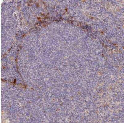 Immunohistochemistry-Paraffin: IRAK1BP1 Antibody [NBP2-34019] - Staining of human lymph node shows moderate to strong cytoplasmic positivity in non - germinal center cells.