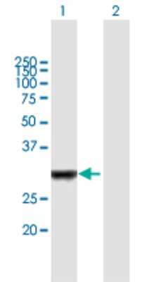 Western Blot IRAK1BP1 Antibody - Azide and BSA Free