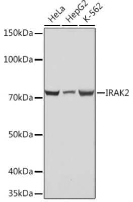 Western Blot IRAK2 Antibody (10G3F8)