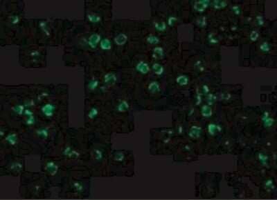 Immunocytochemistry/ Immunofluorescence IRAK2 Antibody - BSA Free