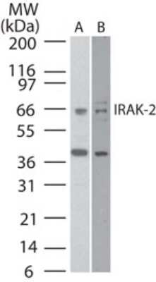 Western Blot: IRAK2 Antibody [NB100-56447] - Analysis of IRAK-2 in A) human K562 and B) mouse RAW lysate using this antibody at 3 ug/ml.