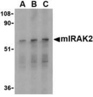 Western Blot IRAK2 Antibody - BSA Free