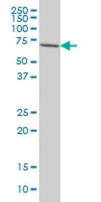 Western Blot: IRAK3 Antibody (1F6) [H00011213-M02] - IRAK3 monoclonal antibody (M02), clone 1F6 Western Blot analysis of IRAK3 expression in HeLa ( Cat # L013V1 ).