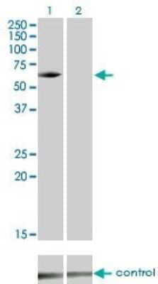 Western Blot: IRAK3 Antibody (1F6) [H00011213-M02] - Analysis of IRAK3 over-expressed 293 cell line, cotransfected with IRAK3 Validated Chimera RNAi ( Cat # H00011213-R01V ) (Lane 2) or non-transfected control (Lane 1). Blot probed with IRAK3 monoclonal antibody (M02) clone 1F6 (Cat # H00011213-M02 ). GAPDH ( 36.1 kDa ) used as specificity and loading control.