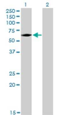 Western Blot: IRAK3 Antibody (1F6) [H00011213-M02] - Analysis of IRAK3 expression in transfected 293T cell line by IRAK3 monoclonal antibody (M02), clone 1F6.Lane 1: IRAK3 transfected lysate(67.8 KDa).Lane 2: Non-transfected lysate.