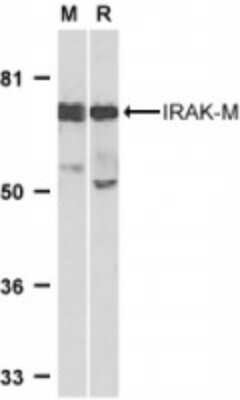 Western Blot IRAK3 Antibody - BSA Free