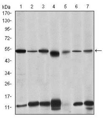 Western Blot IRAK4 Antibody (2H9) - BSA Free