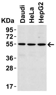 Western Blot: IRAK4 Antibody [NBP1-77231] - Western Blot Validation in Human Cell Lines. Loading: 15 ug/ of lysates per lane. Antibodies: IRAK4 NBP1-77231 (1 ug/mL), 1h incubation at RT in 5% NFDM/TBST. Secondary: Goat anti-rabbit IgG HRP conjugate at 1:10000 dilution.