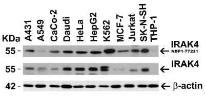 Western Blot: IRAK4 Antibody [NBP1-77231] - Independent Antibody Validation (IAV) via Protein Expression Profile in Cell Lines. Loading: 15 ug of lysates per lane. Antibodies: IRAK4-NBP1-77231 (1 ug/mL), IRAK4 (1 ug/mL), beta-actin (1.5 ug/mL), 1h incubation at RT in 5% NFDM/TBST. Secondary: Goat anti-rabbit IgG HRP conjugate at 1:10000 dilution.