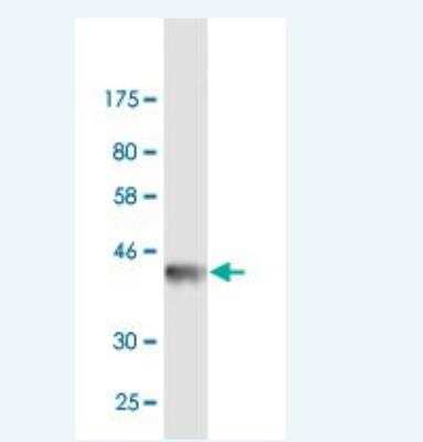 Western Blot: IRF1 Antibody (1C1) [H00003659-M02] - Detection against Immunogen (37.84 KDa) .