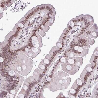 Immunohistochemistry-Paraffin: IRF1 Antibody [NBP2-49384] - Staining of human small intestine shows moderate nuclear  positivity in glandular cells.