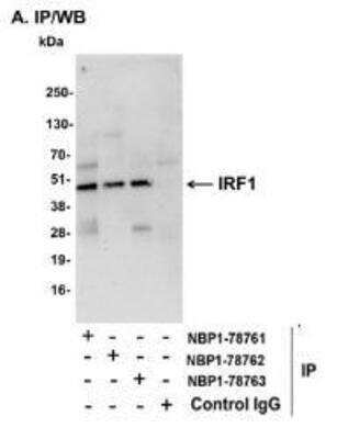 Immunoprecipitation: IRF1 Antibody [NBP1-78762] - Whole cell lysate (1 mg for IP, 20% of IP loaded) from NIH3T3 cells.   Affinity purified rabbit anti-IRF1 antibody  used for IP at 6 mcg/mg lysate.  IRF1 was also immunoprecipitated by rabbit anti-IRF1 antibodies NBP1-78761 and NBP1-78763, which recognize disparate epitopes.